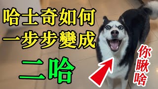 哈士奇是如何一步步變成二哈的。#狗狗 #dog #動物的迷惑行為#搞笑#寵物#寵物生活#pets#animal#毛孩子#哈士奇