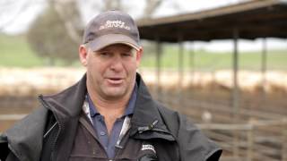 Scotts Scanning - Pregnancy Scanning Sheep