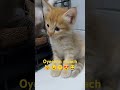 Oyen Muach #cat #catlover #catvideos #yt #shorts #kucing #kucinglucu #oyen #sakura #oyenlucu #cute