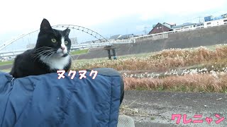 【ワレニャン】暖かい冬の穏やかに晴れた一日 それぞれの猫風景