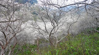 南投仁愛鄉彭家梅園、羅家梅園和互助國小