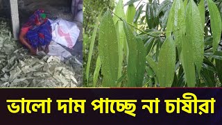 ভালো দাম পাচ্ছেন না তেজপাতা চাষীরা | Bay Leaves | Tejpata | News | Bangla TV