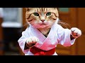 || Kung Fu master cat😻🙋||New trending  Whatsapp status 🥀|| YouTube shorts||