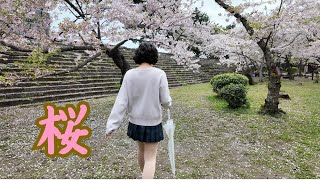 和歌山城の桜を楽しむ