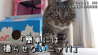 s#2　「コタばんばん」が撮りたい!!　4K　コタちゃんねる　イケメン元保護猫との共同生活