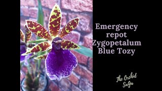 Emergency repot Zygopetalum Blue Tozy