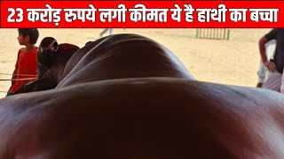 करोड़ों में क़ीमत लग चुकी है इस झोटे की | Anmol Champion Bull | Result Milege 100%