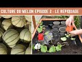 MELONS CANTALOUP CHARENTAIS : repiquage 17 jours après le semis