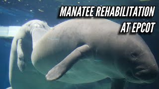 Disney World’s Role in Florida Manatee Rehabilitation and Conservation