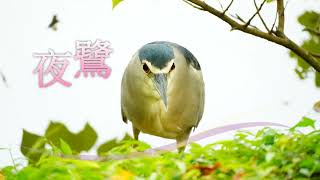 🦩【鳥Bird系列036】夜鷺