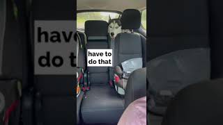 dramatic husky yelling in the car