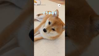 お散歩よりナデナデ｜PECO #柴犬 #赤柴 #茶柴 #柴犬のいる暮らし #柴犬大好き #shiba #shibainu #shibainulife #shibainulove