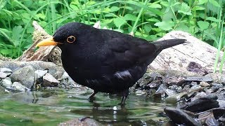 Amsel badet