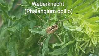 Phalangium opilio Weibchen #Weberknecht #Spinne #SPIDER #Phalangiumopilio #Spidergirl