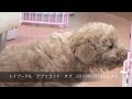 トイプードル アプリコット オス 2015年2月12日生まれ