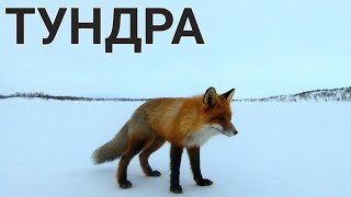 Зимняя РЫБАЛКА на Кольском полуострове. Лиса украла РЮКЗАК!!!