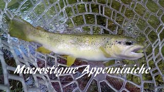 EXTREME FLY FISHING MACROSTIGME TOSCANE By Giancarlo Donninelli