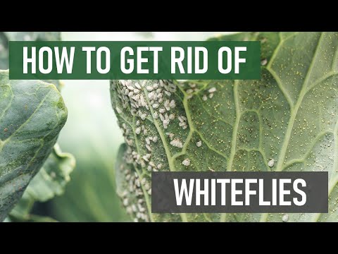 How do you treat white flies?