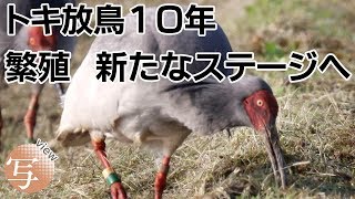 viewトキ放鳥１０年　繁殖　新たなステージへ