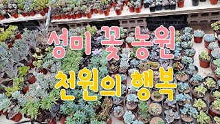 사천 성미 꽃 화원 1000원짜리 다육이 구경하세요