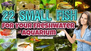 Top 22 Small Fish for Your Freshwater Aquarium - best beautiful - nano fish for aquarium