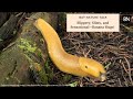 Bay Nature Talk: Slippery, Slimy, and Sensational — Banana Slugs!