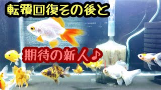 転覆回復その後と期待の新人！【金魚】