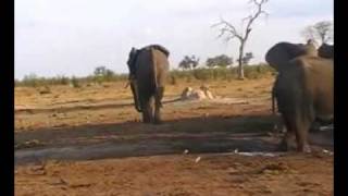 Angry elephants at Savute