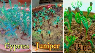 How To Grow Cypress Juniper & Pine Tree Seeds | Best Method To Grow Seeds Complete Tutorial