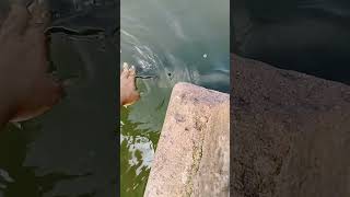 Green fish 🐠 Village lake #amezing #shortvideo