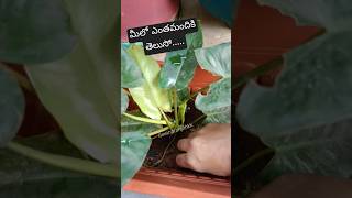 పడేసే వాటితో ఇలా చేస్తే డబ్బులు ఆదా... #diy#reuse  #lifehacks #shorts