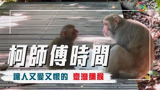 【柯師傅時間｜前進柴山，看「臺灣獼猴」🐒 包圍柯師傅！】