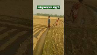 আলুর জলসেচ পদ্ধতি #shorts