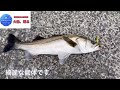 初秋の若洲海浜公園でルアー釣りをしたら大型魚がかかってしまった　2023 10 1釣行