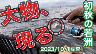 初秋の若洲海浜公園でルアー釣りをしたら大型魚がかかってしまった　2023/10/1釣行