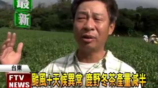 颱風+天候異常 鹿野冬茶產量減－民視新聞