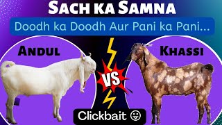 Andul Bakra Vs Khassi Bakra | Kaun Jeetega ? Big Fight | Andul Bakre ki Qurbani Karna Najaiz Ya Jaiz