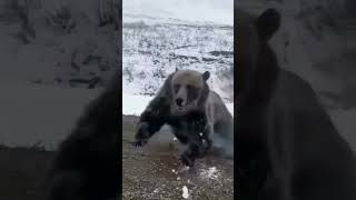 Bear attack people #wildlife #animals #bear