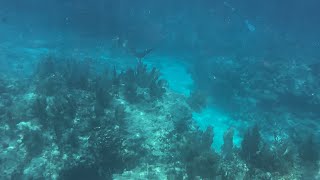 @trinamason me overly excited that I saw a shark August 10 2024 2:53pm Molasses Reef Key Largo FL