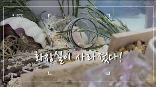 [세히네 김뽀얌 #11] 다이소에서 햄스터 '임시' 화장실 구하기!