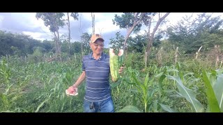 LEVEI A VISITA PRA COMER MELANCIA NA ROÇA