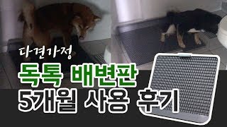 중형견 독톡배변판 5개월 사용 후기