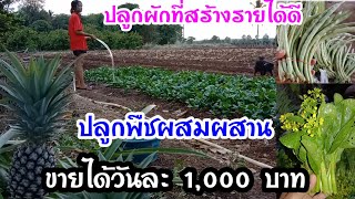 ปลูกพืชผสมผสานยังไงให้ได้ผลผลิตที่ดี รายได้วันละ 1,000 บาทดูรายละเอียดในคลิปค่ะ