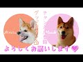 【2023秋旅行⑧】まるでカナダ旅行！？芦別市のカナディアンワールドを柴犬と秋田犬の姉弟で探検してきた！