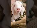 Cute Goat Kids II My Funny Goat Voice #shorts #viral #funny goats