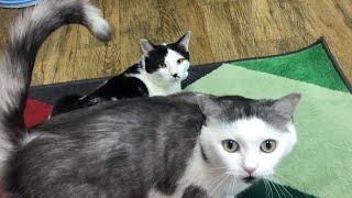 [푸르름 일상] 고양이들의 칼같은 배꼽시계🐈