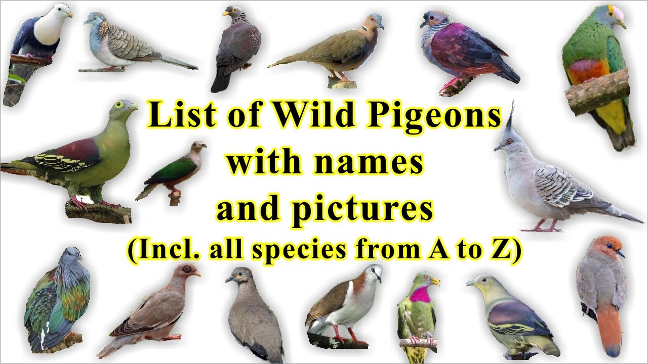 List Of Wild Pigeon (all 344 Species With Names And Images) - YouTube