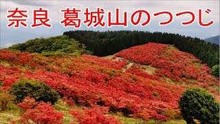 奈良 葛城山のつつじ 2022年5月 一目百万本ツツジ