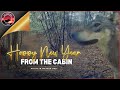 HAPPY NEW YEAR from The Cabin | May the New Year Bring You Health And Happiness