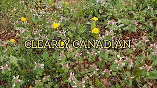 Fiddlehead Foraging in the Forest (no talking)